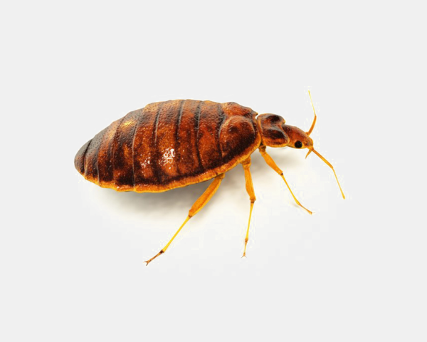 Bed bug treatment bedroom
